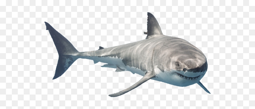 Shark Animal Sea Freetoedit - Great White Shark Png, Transparent Png - sharknado png