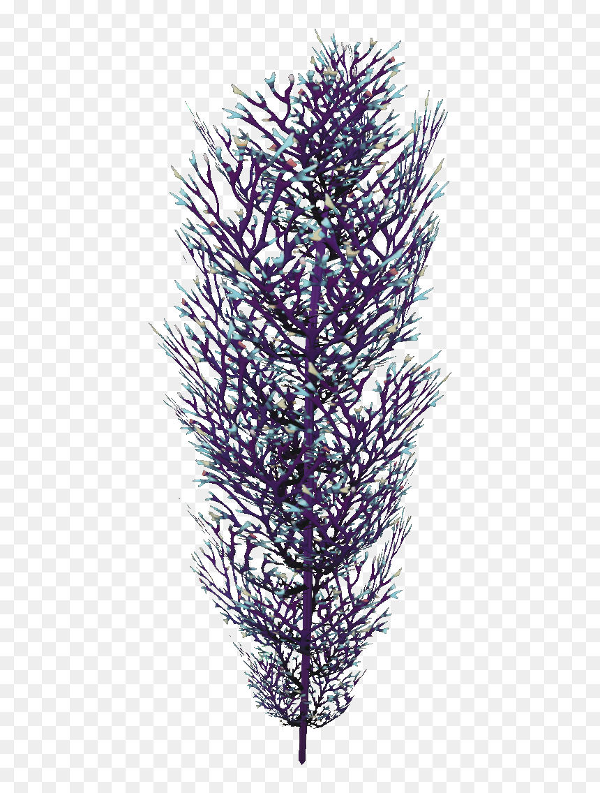 Cave Bush Flora - Art, HD Png Download - lavender bush png