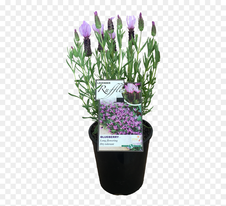 Snow Crocus, HD Png Download - lavender bush png