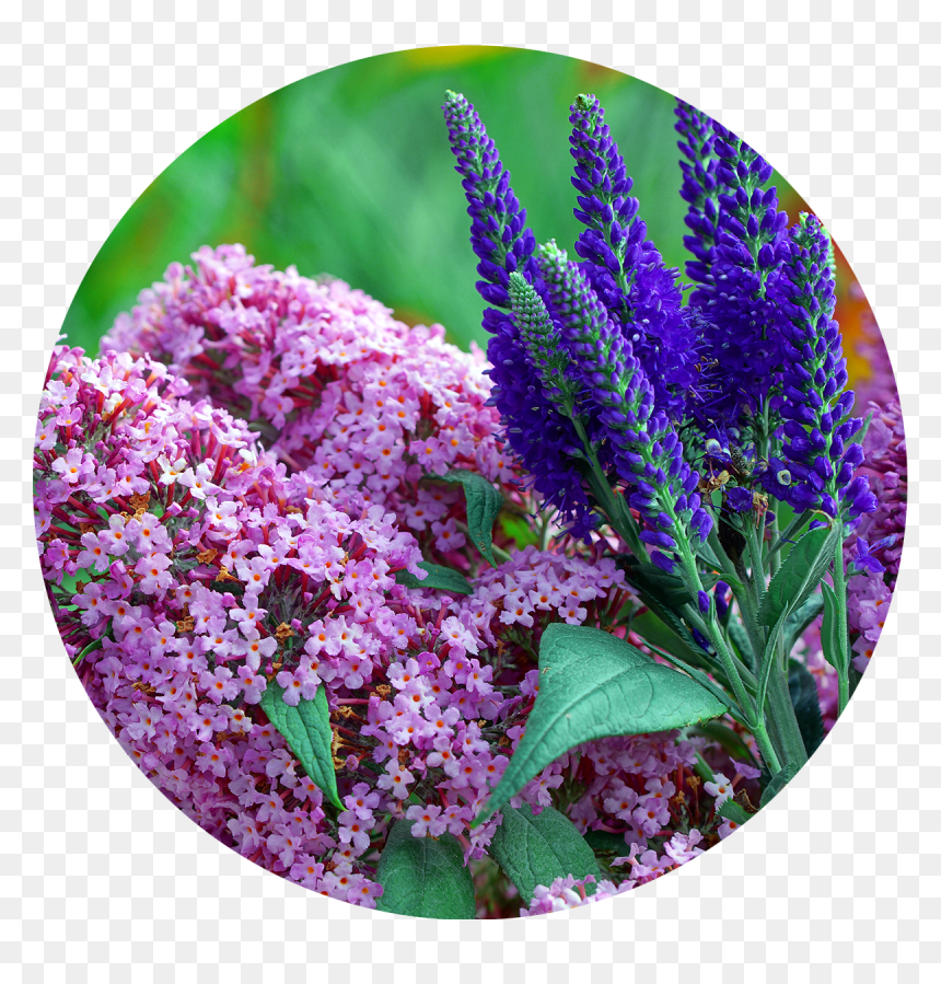 Buddleia, HD Png Download - lavender bush png