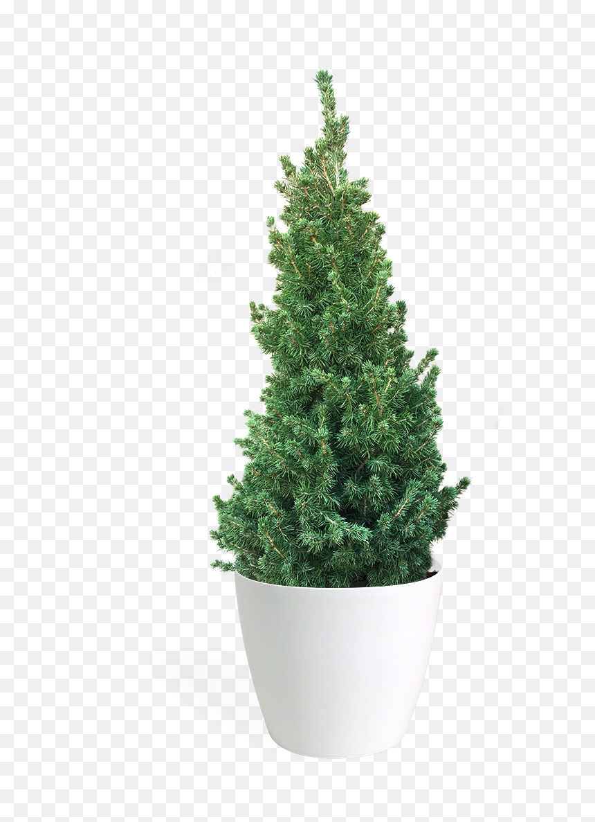 Christmas Tree, HD Png Download - conifer png