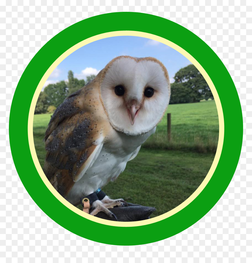 Barn Owl, HD Png Download - owl flying png