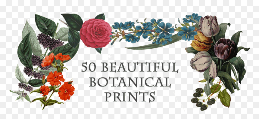Beautiful Botanical Prints - Roses Lithography, HD Png Download - botanical png