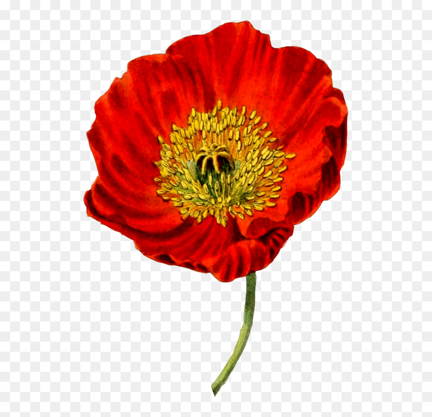 Flower,coquelicot,petal - Opium Poppy Transparent Background, HD Png Download - botanical png
