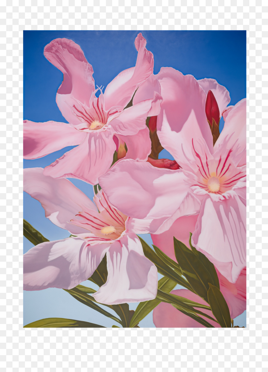 Mustafa Hulusi, HD Png Download - botanical png
