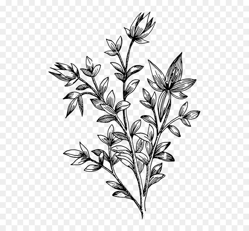 Transparent Drawn Flowers Png, Png Download - botanical png