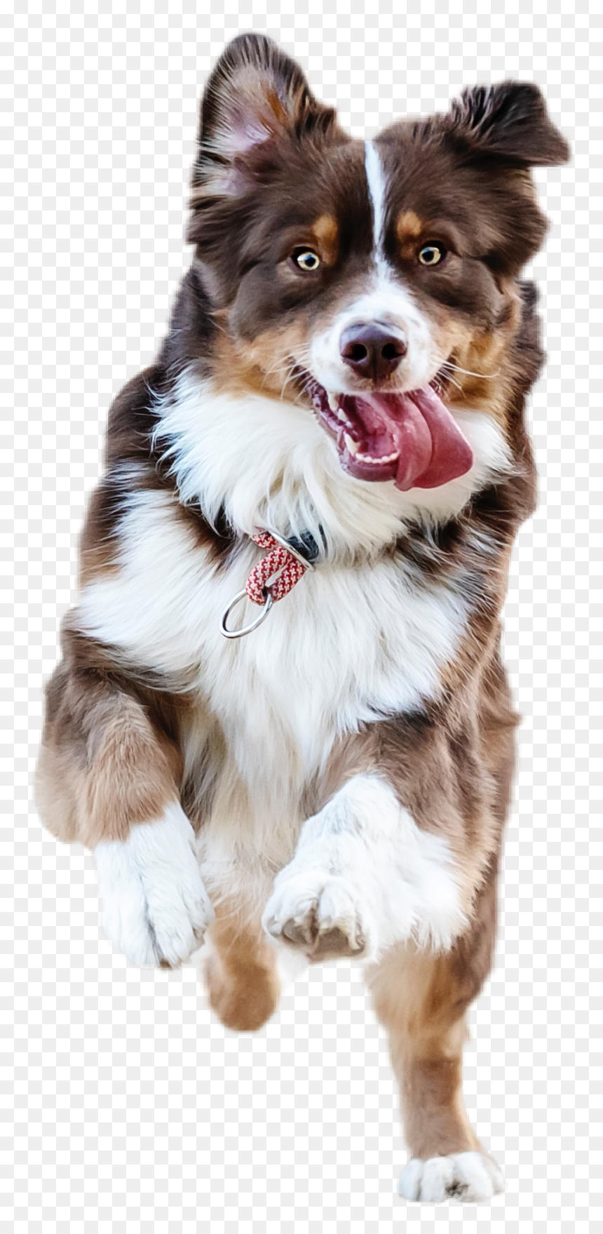#runningdog #dog #running #pet #animal - Dog, HD Png Download - running dog png