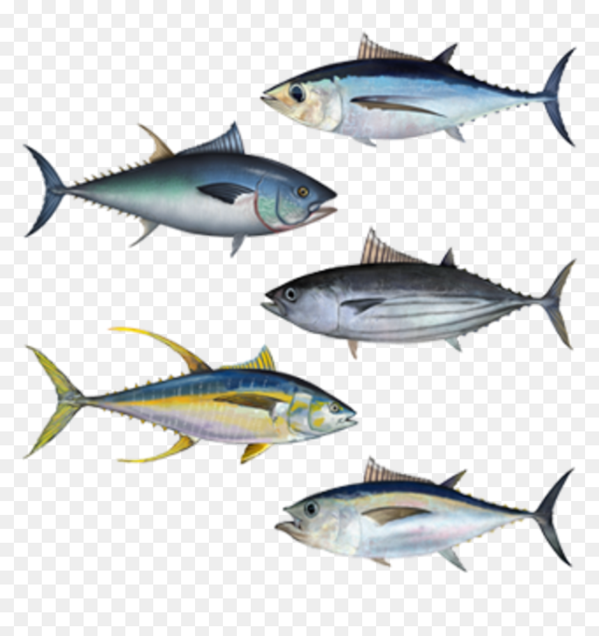 Tuna Assortment - Albacore Tuna, HD Png Download - tuna fish png