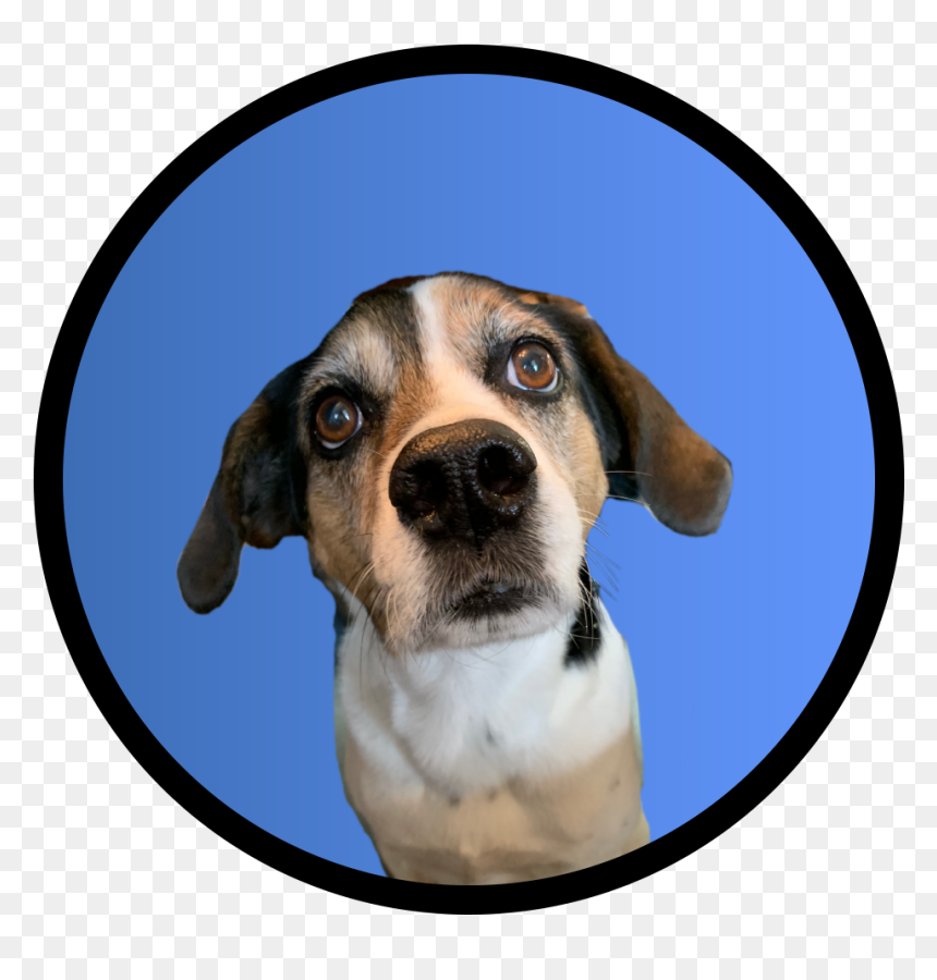 English Foxhound, HD Png Download - running dog png