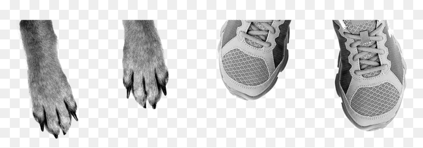 Running Shoe, HD Png Download - running dog png