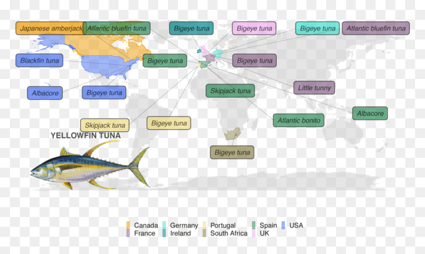 Map Showing Substitutes Color-coded By Country - Thunnus, HD Png Download - tuna fish png