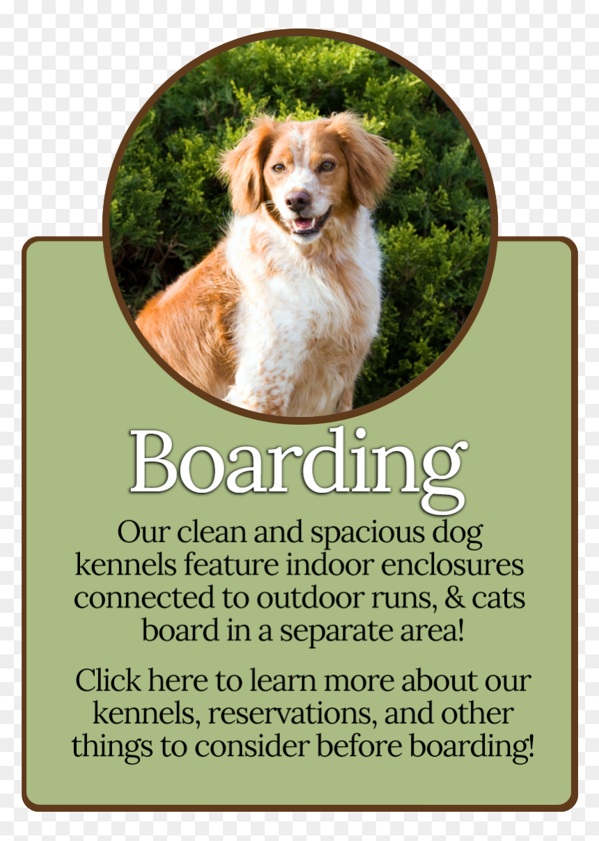 Kooikerhondje, HD Png Download - running dog png