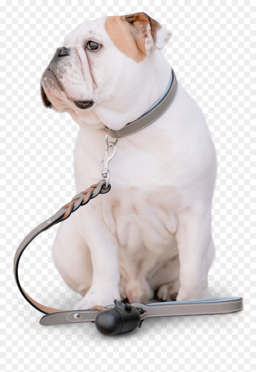 Australian Bulldog, HD Png Download - dogs playing png