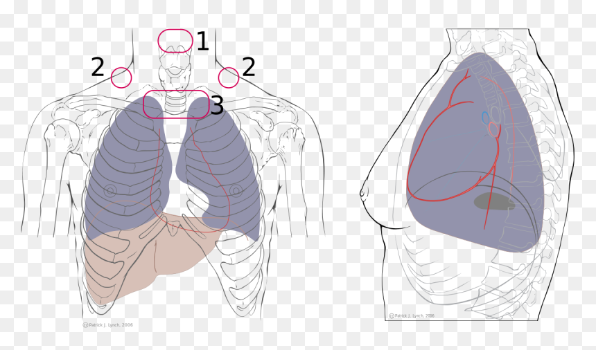 Auscultation Lungs, HD Png Download - stethoscope png vector