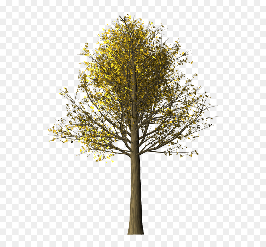 Si Te Vas Yo Estoy Mejor, HD Png Download - colorful tree png