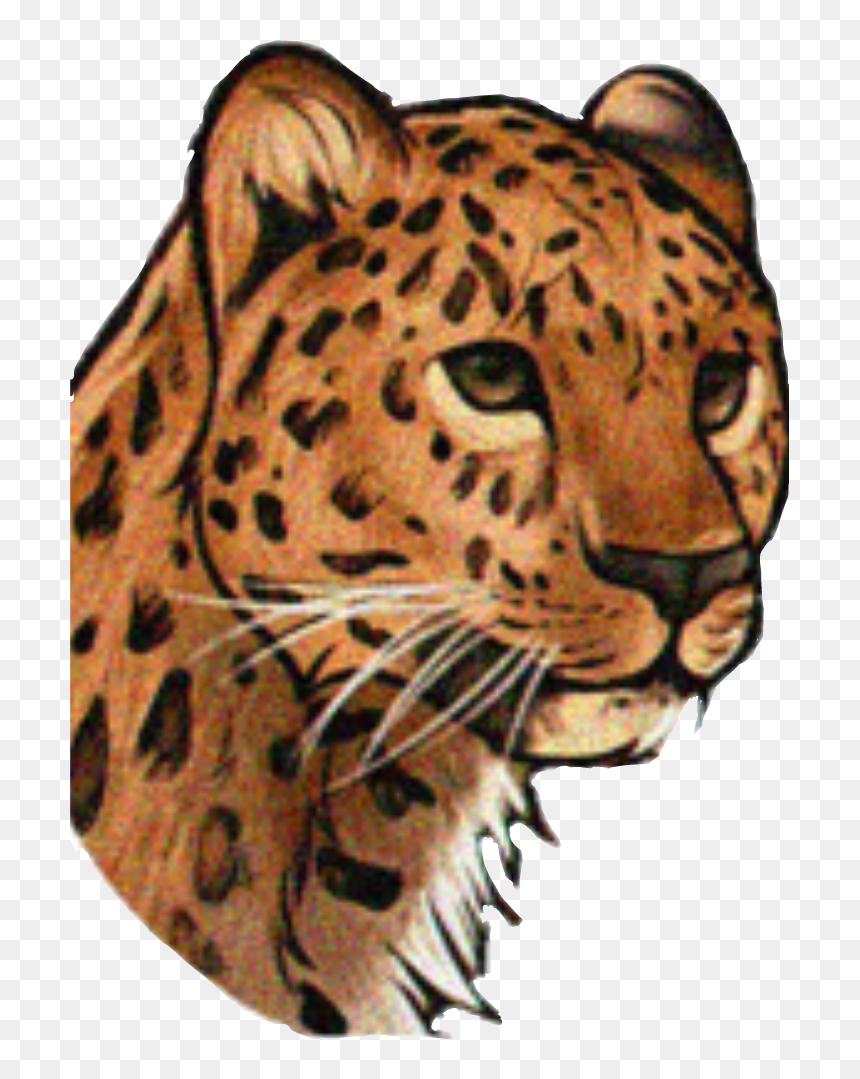 #cheetah - Drawing, HD Png Download - cheetah face png