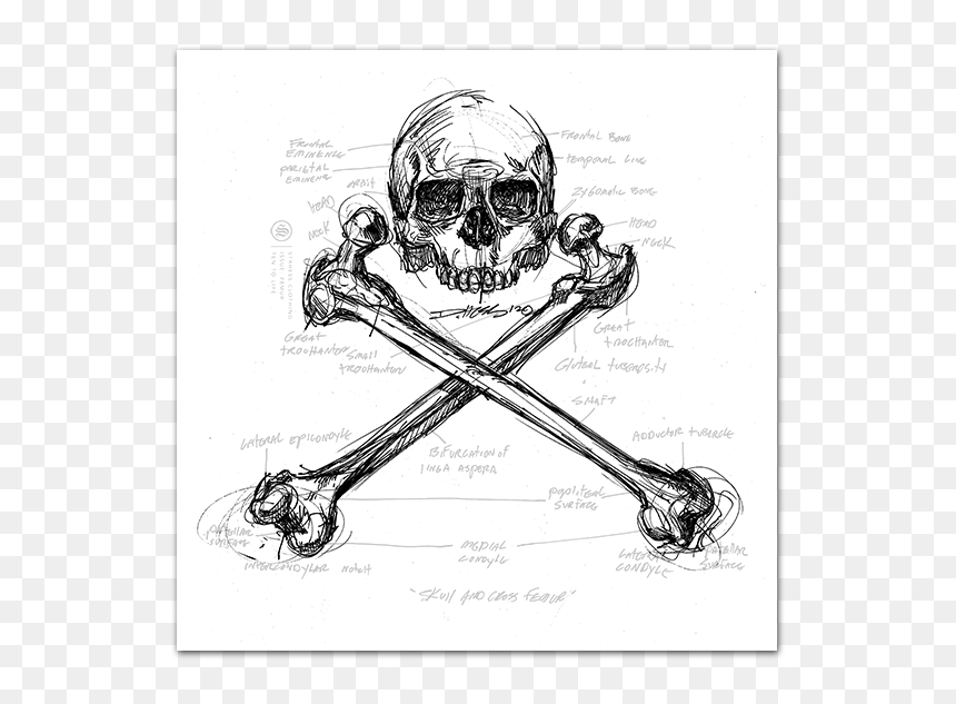 Skull, HD Png Download - femur png