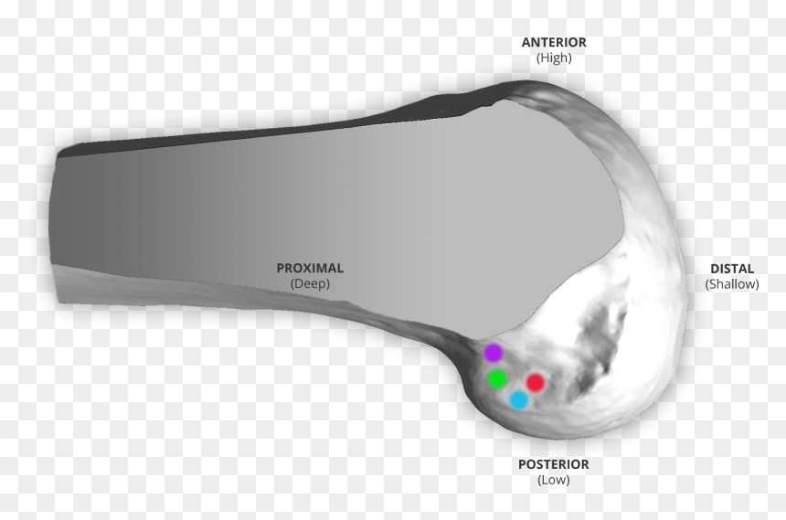 Diagram, HD Png Download - femur png