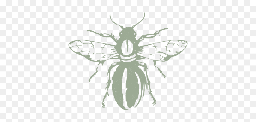 Buzz-beeblock1 - House Fly, HD Png Download - buzz png