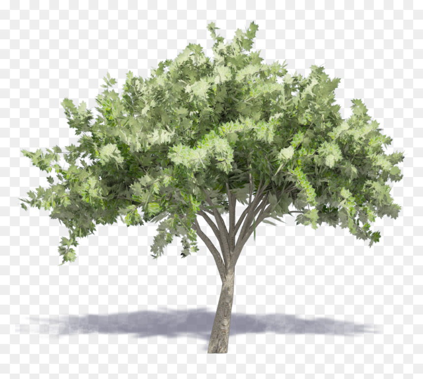 Elm Tree 23d View"
 Class="mw 100 Mh 100 Pol Align, HD Png Download - elm tree png