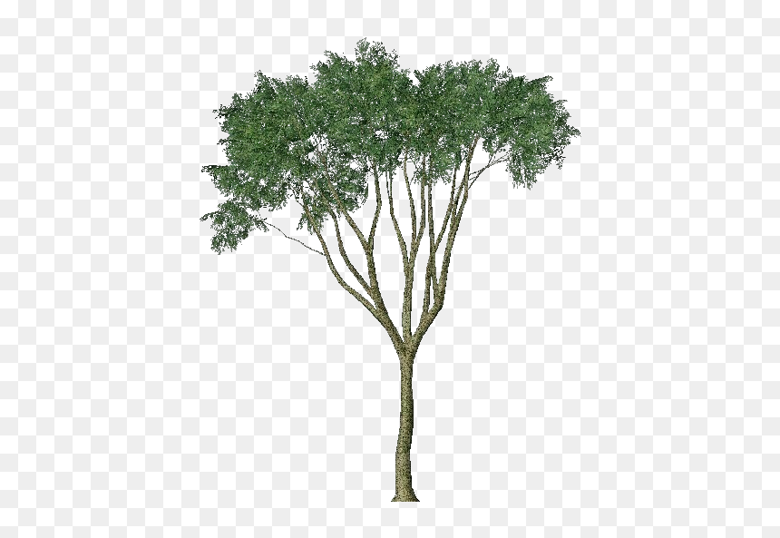 3d Trees - Country Elm - Acca Software - Eucalyptus Tree Render, HD Png Download - elm tree png