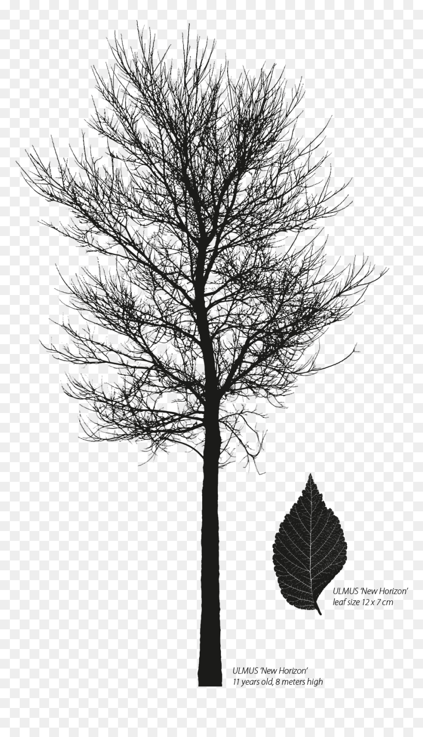 Elm New Horizon Ulmus X, HD Png Download - elm tree png