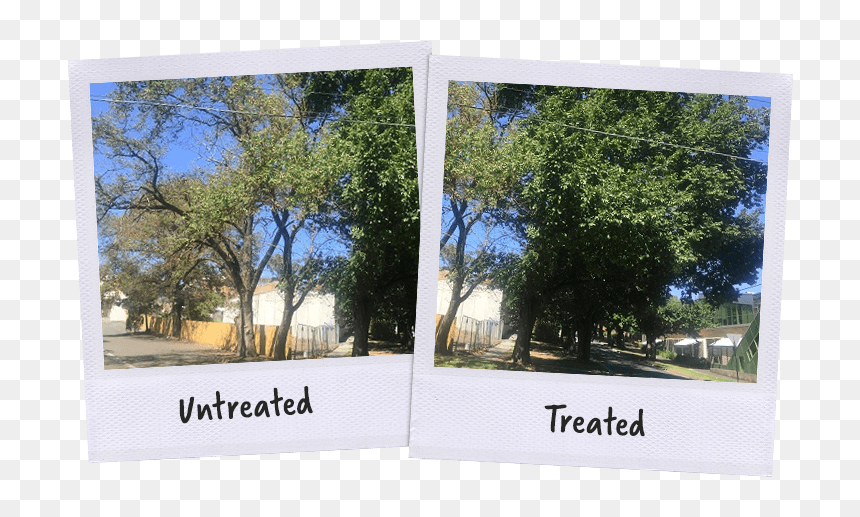 Tree, HD Png Download - elm tree png