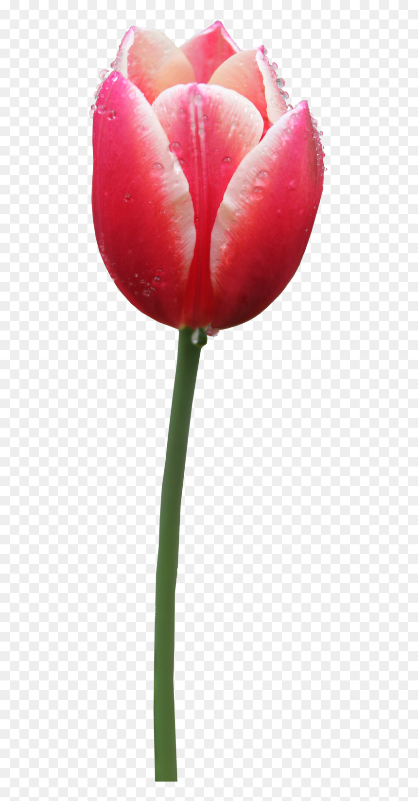 Tulip Png Transparent Images - Tulip Png, Png Download - red tulip png