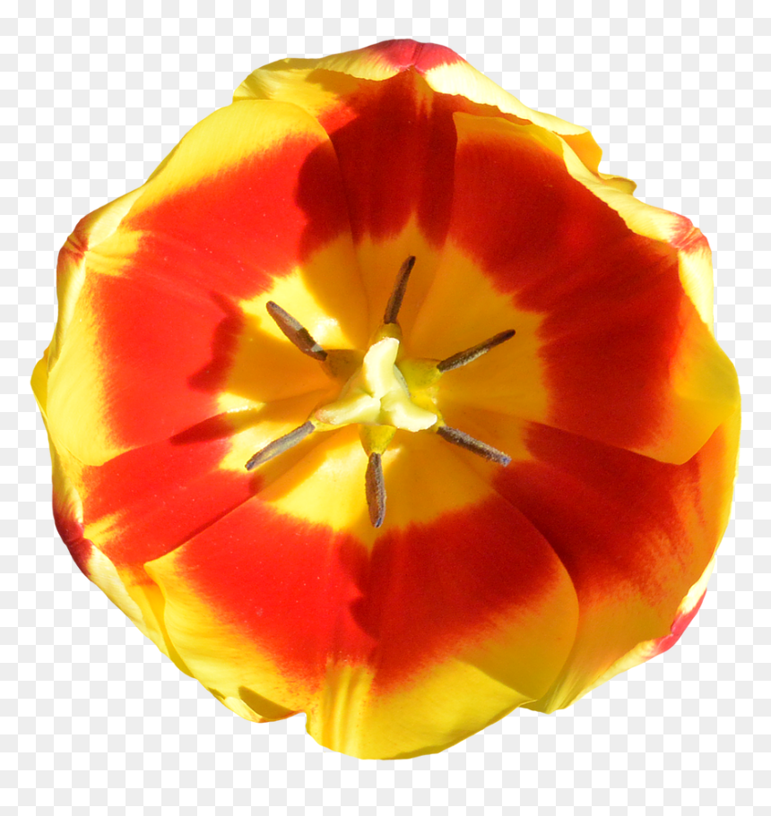 Tulip, HD Png Download - red tulip png