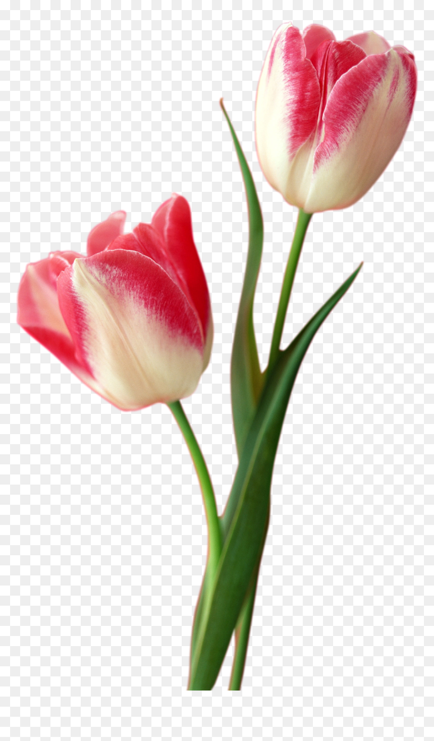 Tulip Png Free Download - Flower Tulip Png, Transparent Png - red tulip png