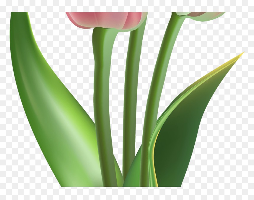 Transparent Tulip Flower Clipart - Pink Tulip Flower, HD Png Download - red tulip png