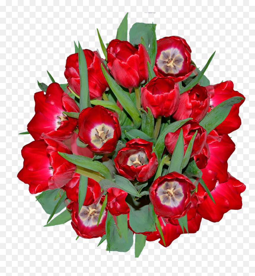 Best Red Tulip Flowers - Garden Roses, HD Png Download - red tulip png