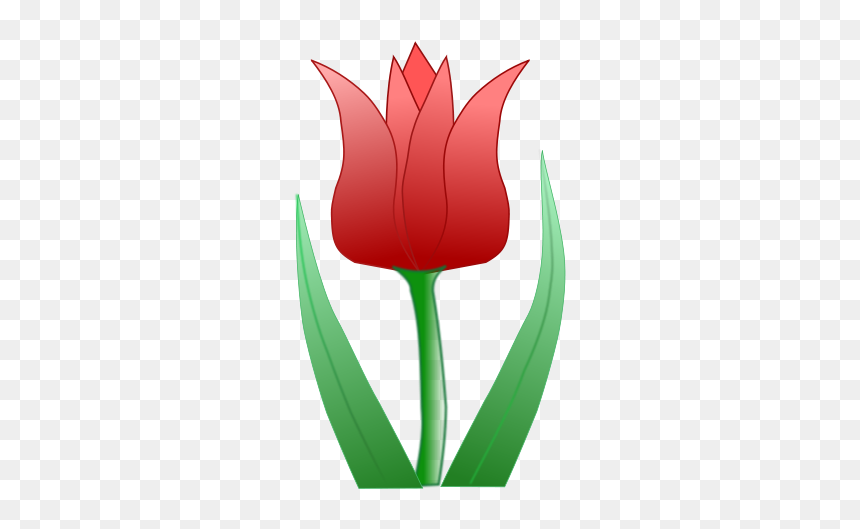 Free Tulipa - Картинка Тюльпан Пнг, HD Png Download - red tulip png