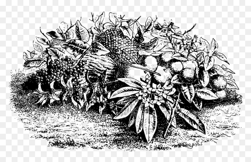 Fruit Pineapple Vegetable Drawing Dessert - Pineapple, HD Png Download - pineapple drawing png
