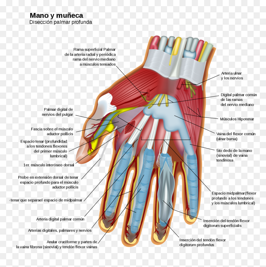 Wrist And Hand, HD Png Download - pulgar arriba png