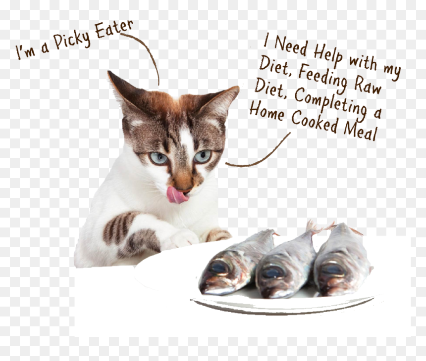 Cat Eat Fish , Png Download - Cat And Their Food, Transparent Png - cooked fish png