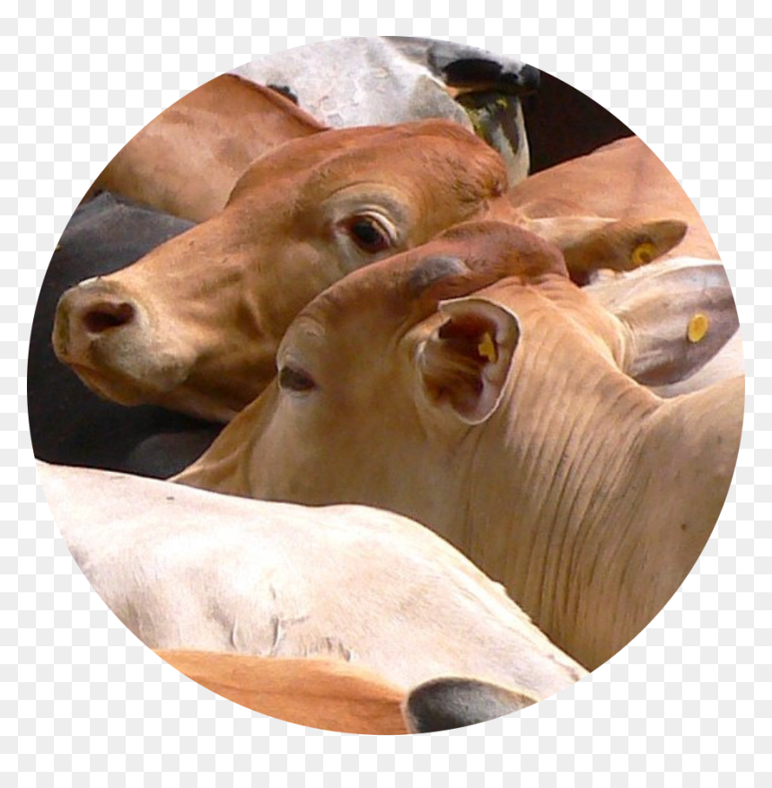 Cattle, HD Png Download - deforestation png