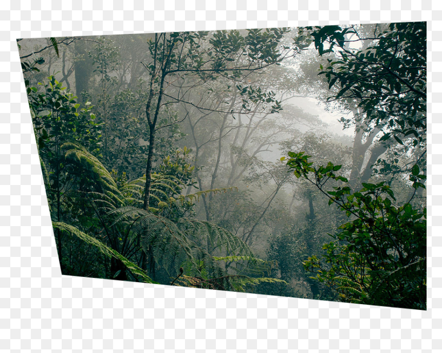 Borneo Rainforests, HD Png Download - deforestation png