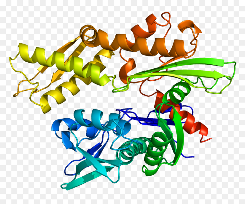 Heat Shock Protein 70 Png, Transparent Png - changkyun png