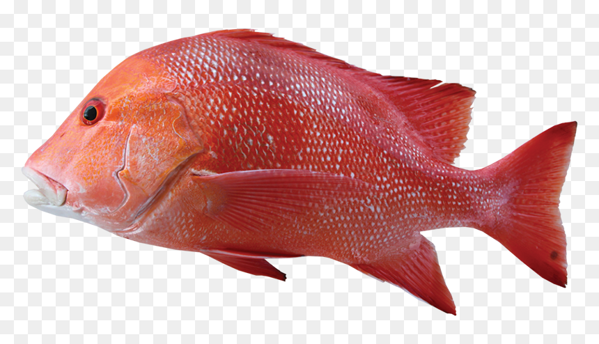 Red Emperor, HD Png Download - fish png