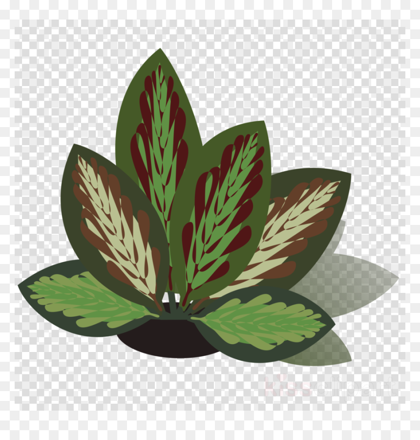Camera No Background Hd, HD Png Download - leaf png