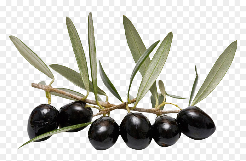 Olive Png, Transparent Png - leaf png