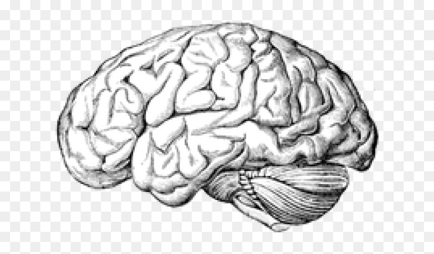 Neuro Psychiatry, HD Png Download - brain png