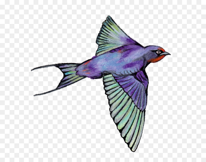 European Swallow, HD Png Download - bird png
