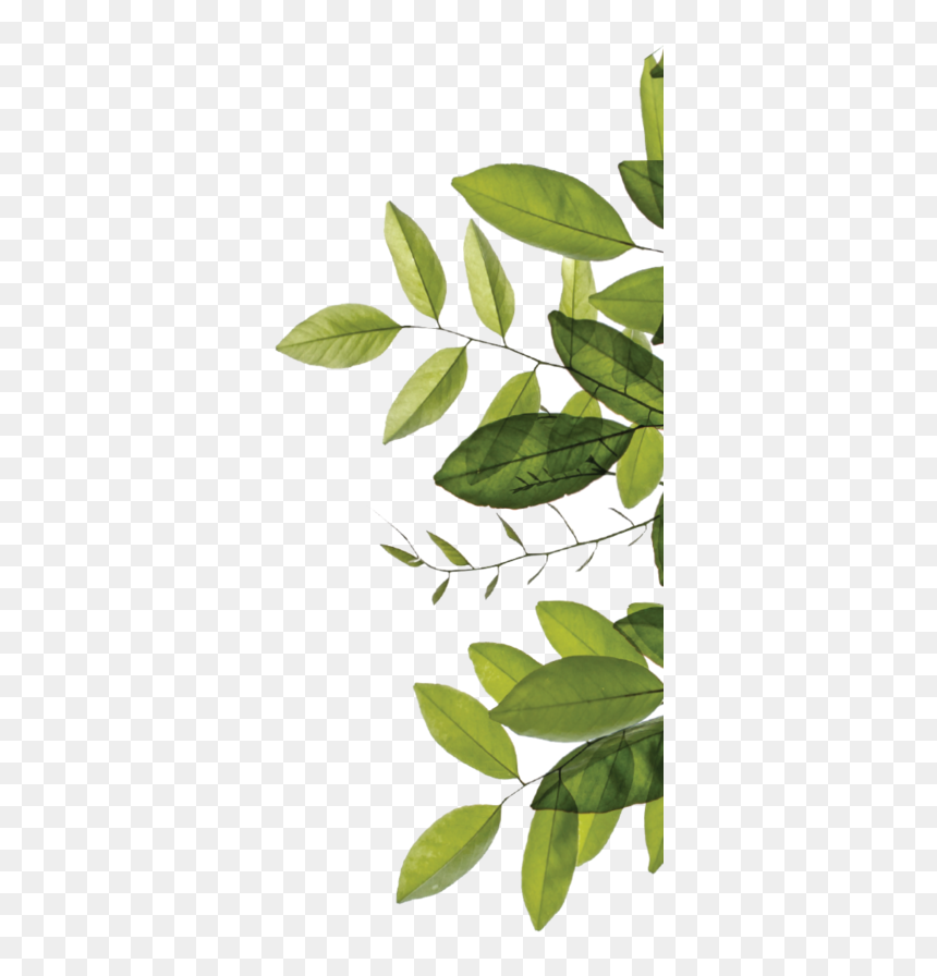 Bay Laurel, HD Png Download - leaves png