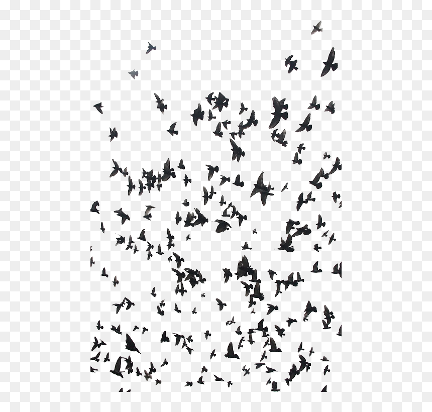 Birds For Double Exposure, HD Png Download - birds png