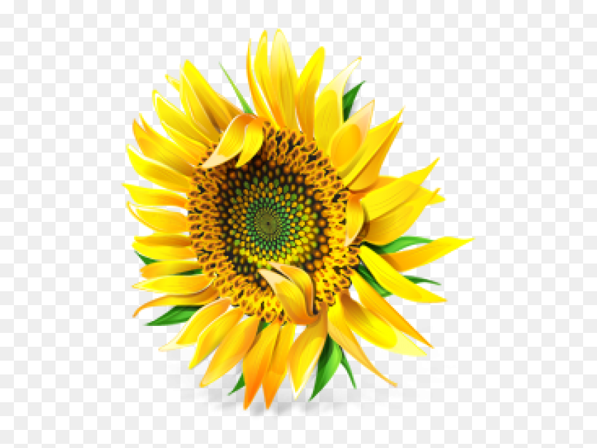 Sunflower Png, Transparent Png - sunflower png