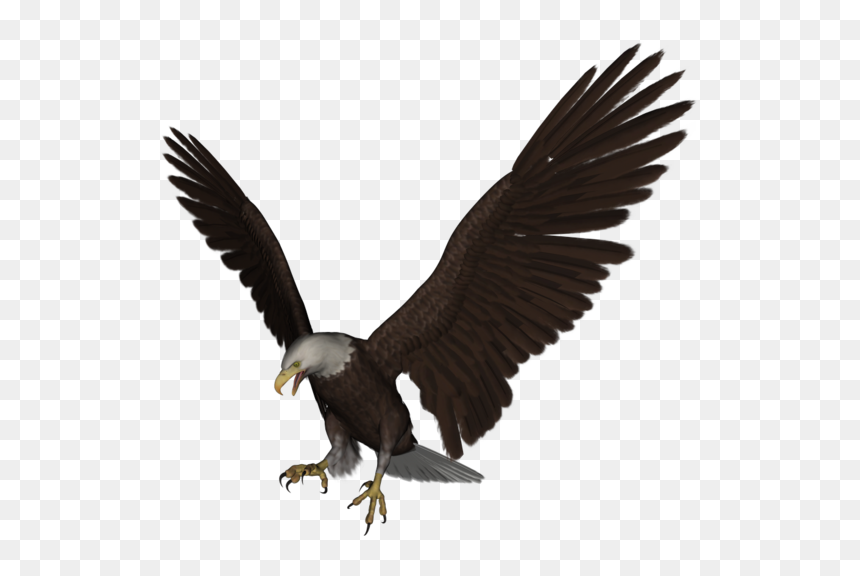Aguia, HD Png Download - eagle png