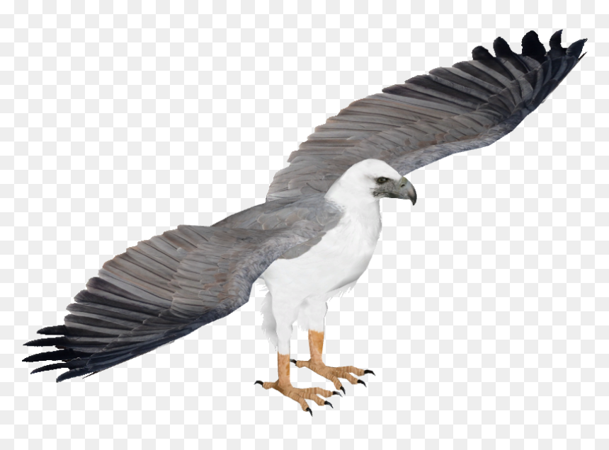 White Bellied Sea Eagle Png, Transparent Png - eagle png