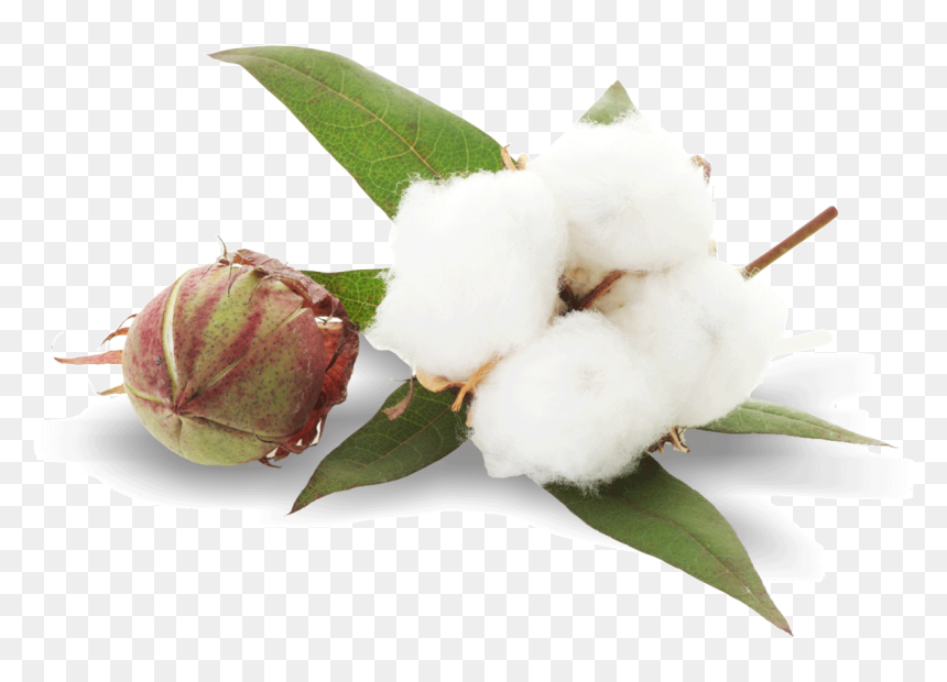 Cotton Png, Transparent Png - plant png